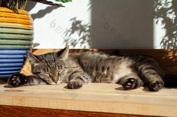 平纹猫为提供床位采用热的夏一天