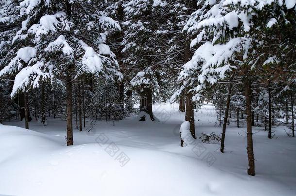 美丽的冷杉森林和雪和雪drifts.