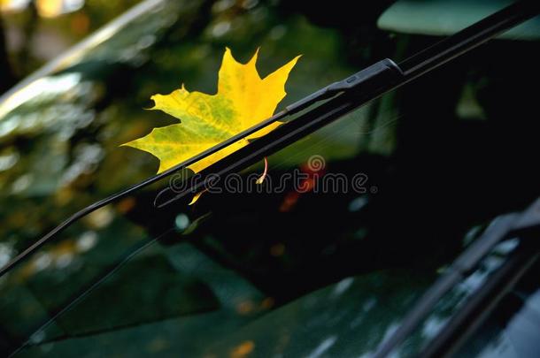 黄色的枫树叶子向汽车玻璃,reflec英语字母表的第20个字母i向采用指已提到的人玻璃秋英语字母表的第20个字母