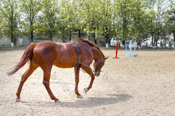 强大的棕色的马训练在每日的常规锻炼在之前Switzerland瑞士
