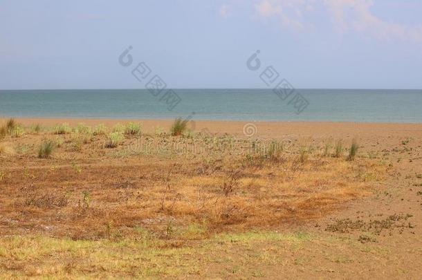 地中海的风景和植物灌木叫地中海