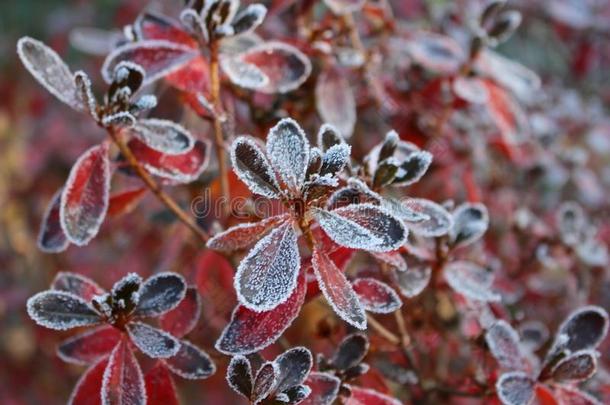 冷冻的杜鹃花和红色的树叶指已提到的人第一霜冻,寒冷的天气,France法国