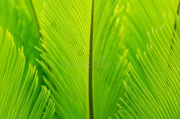 热带的绿色的手掌植物的叶子.自然模式.软的集中