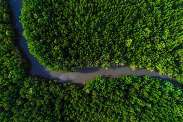 绿色的红树属树木生态学雨林丛林关于自然风景