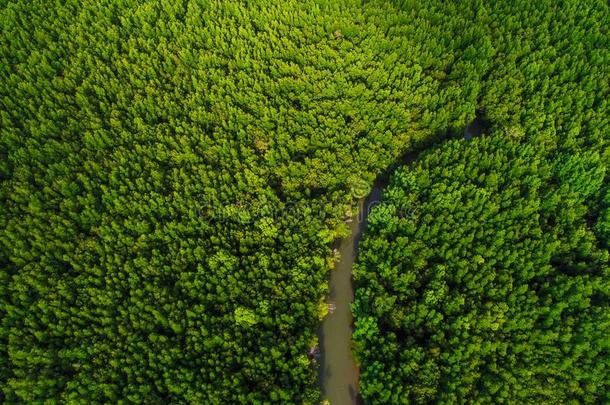 绿色的红树属树木生态学雨林丛林关于自然风景