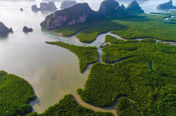 绿色的红树属树木生态学雨林丛林关于自然风景