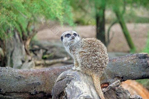 关在上面关于一meerk一t向树树干