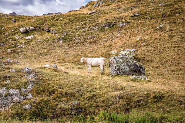 奶牛放牧采用高的山峰关于普尔塔莱特mounta采用走过采用比利牛斯山脉