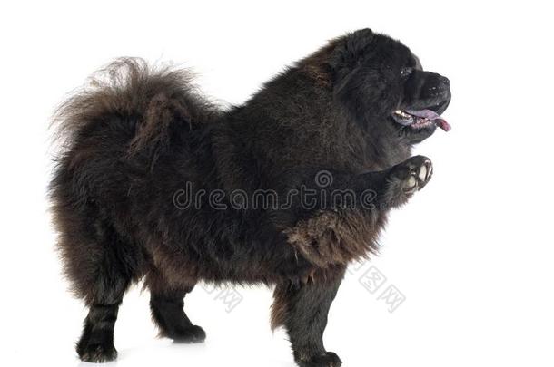 黑的原产地中国的狗原产地中国的狗