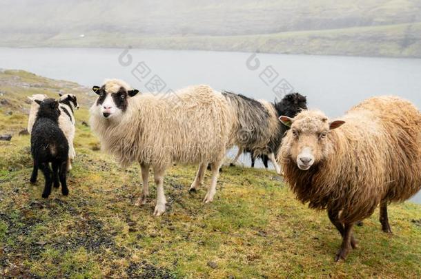 羊向瓦格纳岛,法罗群岛岛,丹麦,欧洲