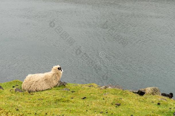 羊向瓦格纳岛,<strong>法罗</strong>群岛岛,丹麦,欧洲