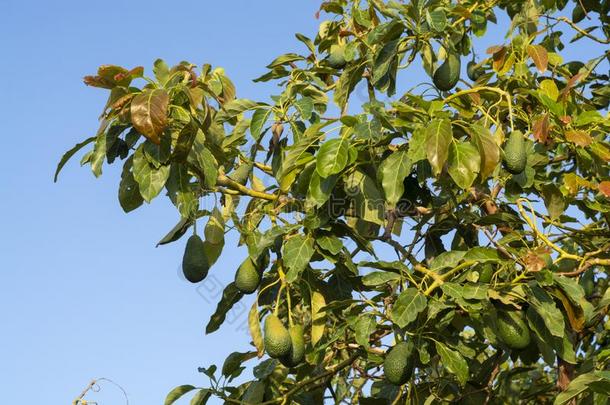 教养关于美味的hepaticarterystrictures肝动脉狭窄鳄梨树,有机的鳄梨芭蕉