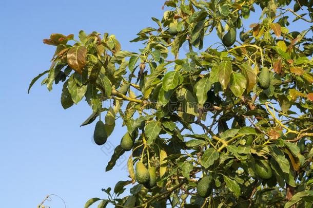 教养关于美味的hepaticarterystrictures肝动脉狭窄鳄梨树,有机的鳄梨<strong>芭蕉</strong>