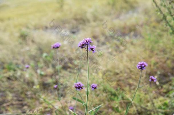 紫檀马鞭草属的植物花