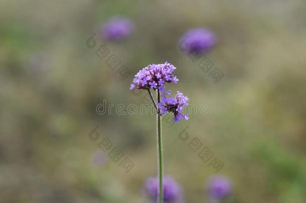 紫檀<strong>马鞭</strong>草属的植物花