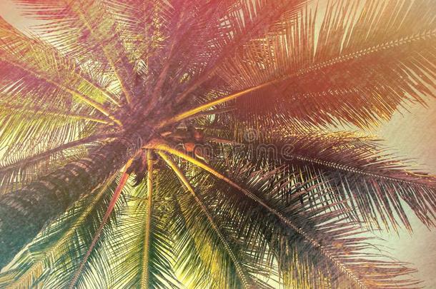 手掌树和椰子,制动火箭方式照片.夏旅行预定
