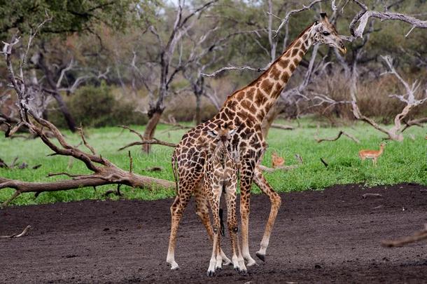 优美的母亲长颈鹿和她后代