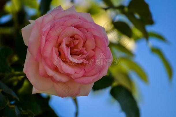 粉红色的玫瑰花花宏指令特写镜头美好花自然花瓣