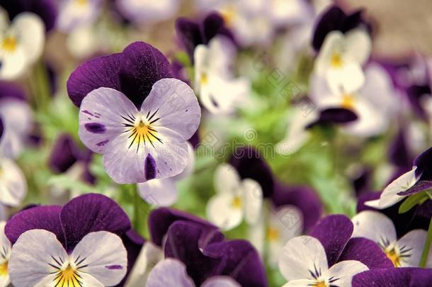 强健的和盛开的.花园三色紫罗兰和紫色的和白色的花瓣.