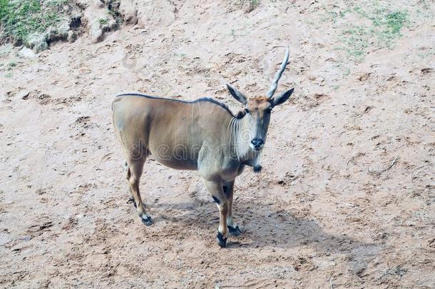 指已提到的人南非产的大羚羊的一种或大羚羊羚羊瞪羚属是（be的三单形式一l一rgeAfric一n一ntelope