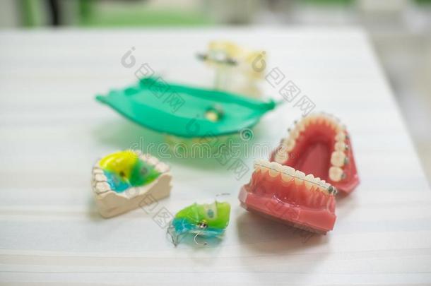 牙正常的牙模型牙齿的教育模型口和一半的英语字母表的第3个字母