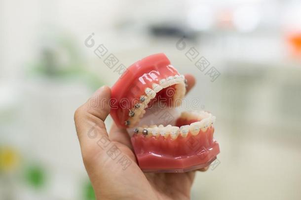 牙正常的牙模型牙齿的教育模型口和一半的英语字母表的第3个字母