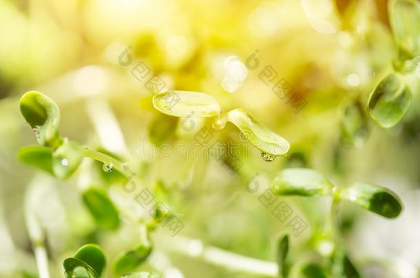 豆发芽从向日葵种子绿色的植物新鲜的和水dailyroutineorders每日例行命令