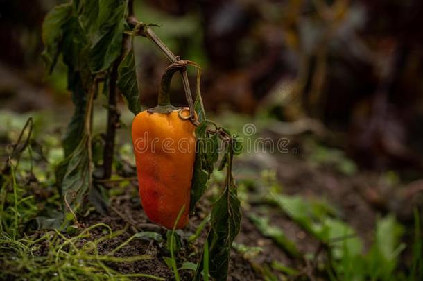 红色的胡椒采用花园采用地球<strong>枯萎</strong>蔬菜