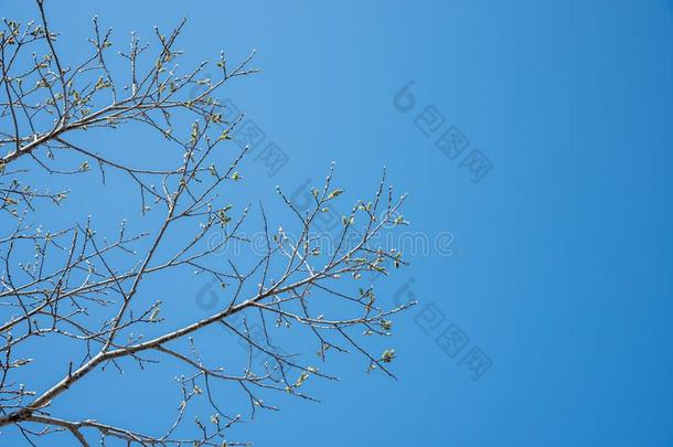 关-在上面树芽和树枝和蓝色天