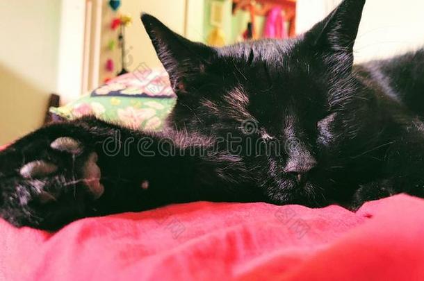 黑的猫上端关-在上面睡眠向边关于红色的cove红色的表面