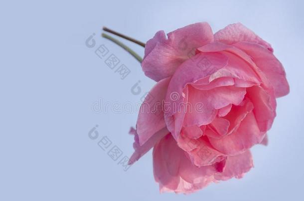 苍白的粉红色的玫瑰花向蓝色背景