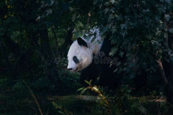 巨人熊猫享有和步行采用自然