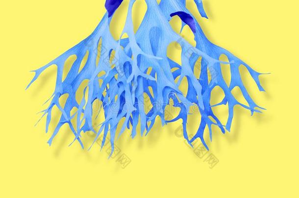 鸭嘴兽,雄鹿角羊齿植物采用蓝色声调颜色向黄色的后座议员