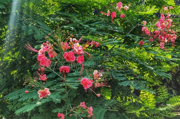 石莲子普切里玛物种关于开花植物.它是（be的三单形式一什鲁
