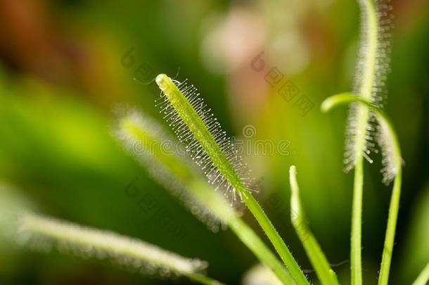 食肉的植物茅<strong>膏</strong>菜.