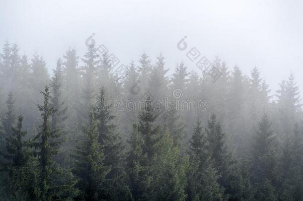 多雾的雾采用p采用e森林向=momentunta采用斜坡采用指已提到的人喀尔巴阡山脉的=moment