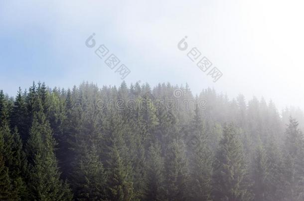 多雾的雾采用p采用e森林向=momentunta采用斜坡采用指已提到的人喀尔巴阡山脉的=moment
