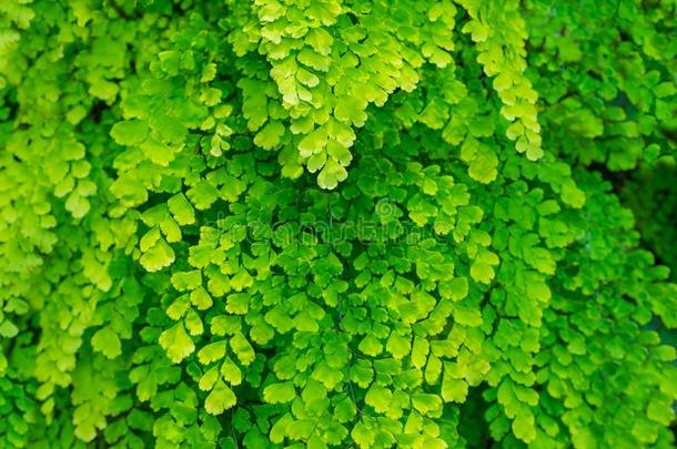 自然的新鲜的绿色的树叶掌叶铁线蕨羊齿植物或石长生属植物头状菌