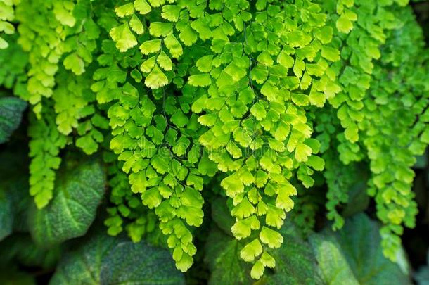 自然的新鲜的绿色的树叶掌叶铁线蕨羊齿植物或石长生属植物头状菌