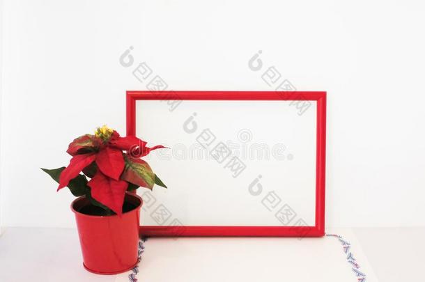 红色的圣诞节花和框架隔离的向白色的背景