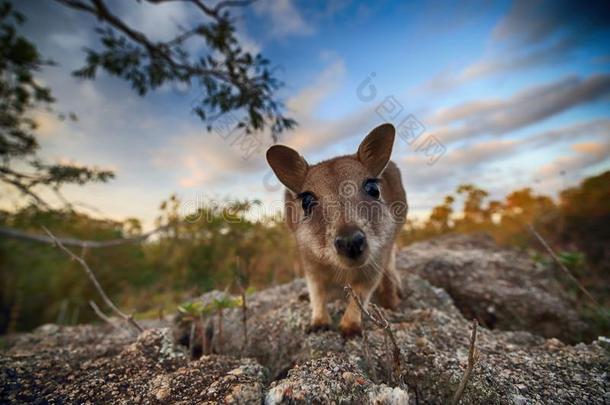 <strong>蹦蹦</strong>跳跳的岩石沙袋鼠在花岗岩山峡,昆士兰州澳大利亚