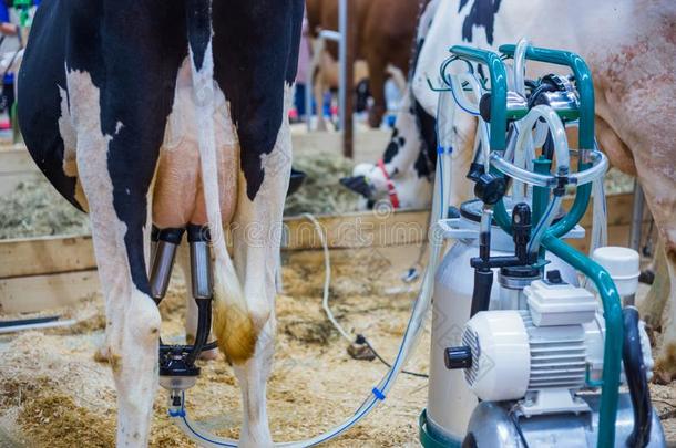 自动化的挤奶设备在牛奶场农场