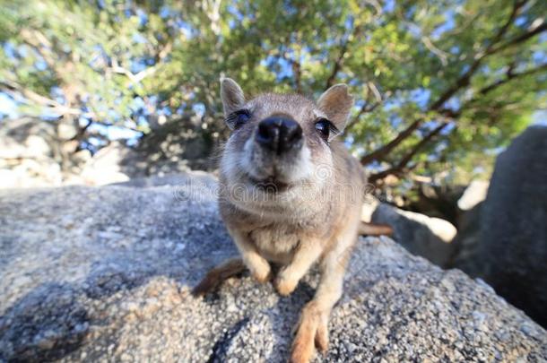 <strong>蹦蹦跳跳</strong>的岩石沙袋鼠在花岗岩山峡,昆士兰州澳大利亚