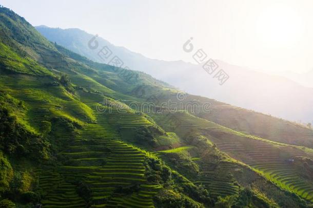 空气的顶看法关于稻稻台阶,绿色的农业的田