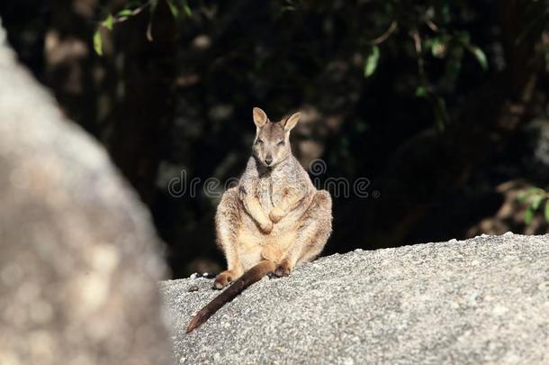 <strong>蹦蹦</strong>跳跳的岩石沙袋鼠在花岗岩山峡,昆士兰州澳大利亚
