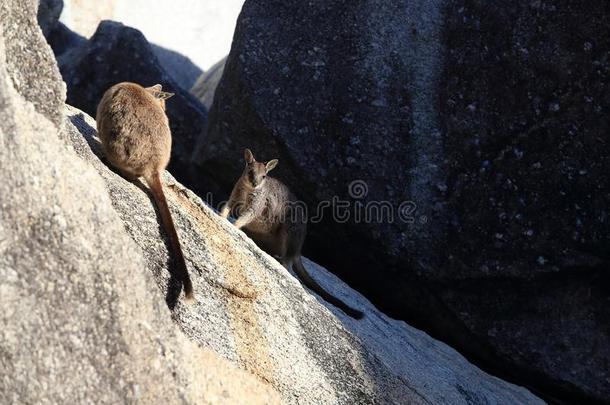 蹦蹦跳跳的岩石沙袋鼠在花岗岩山峡,昆士兰州澳大利亚