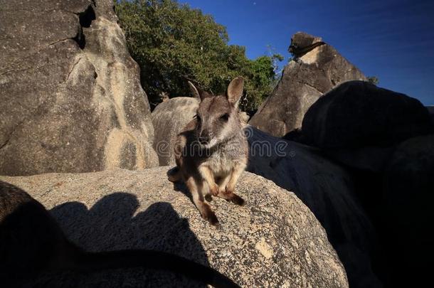 蹦蹦跳跳的岩石沙袋鼠在花岗岩山峡,昆士兰州澳大利亚