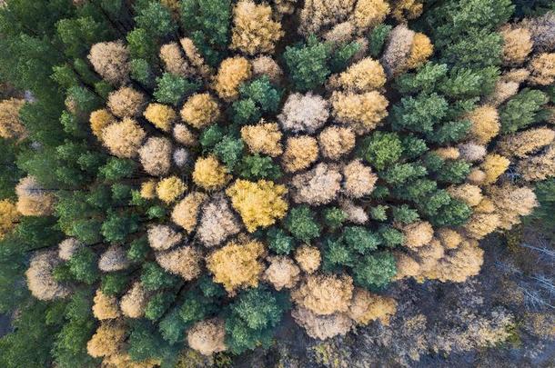 空气的照片关于富有色彩的森林采用秋季节.黄色的和groundreconstructionequipment地平面再现设备