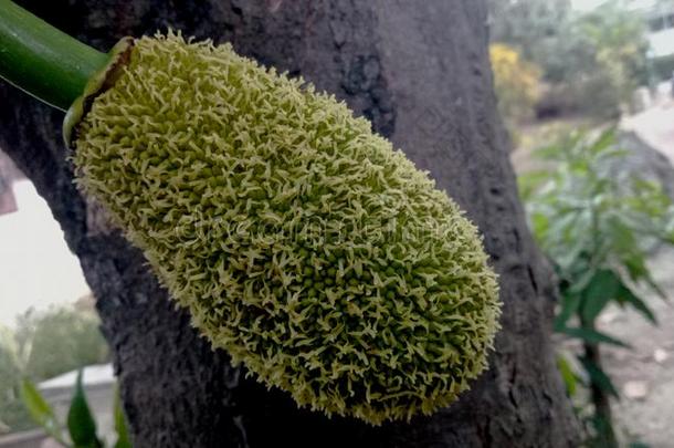 年幼的木菠萝种植向木菠萝树