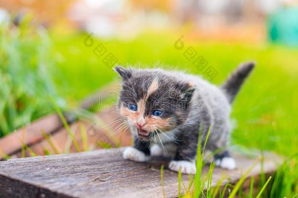 一恐惧的小猫看台向一记录.小的小猫向指已提到的人大街.flores花